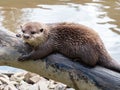 Asian Short-clawed Otter, Aonyx Cinerea, on log by water.