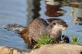 Asian short-clawed Otter aonyx cinerea Martin Mere Royalty Free Stock Photo