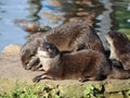 Asian short-clawed Otter aonyx cinerea Martin Mere Royalty Free Stock Photo