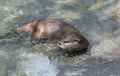 Asian Short Clawed Otter Royalty Free Stock Photo