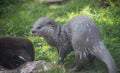 Asian Short Clawed Otter In Lancashire Zoo