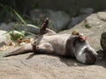 Asian Short Clawed Otter playing