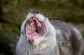 Asian Short Clawed Otter Yawning Royalty Free Stock Photo