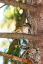 Asian or Siberian Chipmunk Latin: Tamias sibiricus sitting on a branch of a big old fir tree in the woods, selective focus Royalty Free Stock Photo