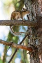 Asian or Siberian Chipmunk Latin: Tamias sibiricus sitting on a branch of a big old fir tree in the woods, selective focus Royalty Free Stock Photo