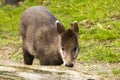 Asian Siberian musk deer in a grassland Royalty Free Stock Photo