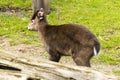 Asian Siberian musk deer in a grassland Royalty Free Stock Photo