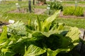 Asian skunk cabbage or Lysichiton Camtschatcensis plant in Saint Gallen in Switzerland Royalty Free Stock Photo