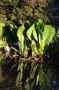 Asian skunk-cabbage or white skunk cabbage Royalty Free Stock Photo