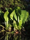 Asian skunk-cabbage or white skunk cabbage Royalty Free Stock Photo