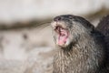 Asian small-clawed otter, Amblonyx cinerea