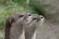 Asian small clawed otter amblonyx cinerea Royalty Free Stock Photo