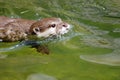 Asian small clawed otter (amblonyx cinereus) swimming