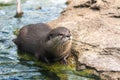 Asian small-clawed otter Aonyx cinereus