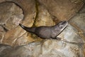 Asian small-clawed otter going to the bathroom after eating fish