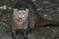 An asian small-clawed otter is grumbling at the zoo of Sables-dOlonne (France)