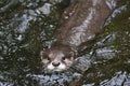 Asian small-clawed otter in the nature habitat