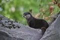 Asian small-clawed otter in the nature habitat