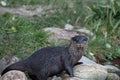 Asian small-clawed otter posing