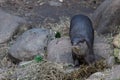 Asian small-clawed otter posing