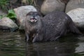 Asian small-clawed otter posing