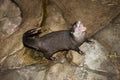 Asian small-clawed otter showing teeth while using toilet