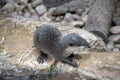 The Asian small-clawed otter is standig on rocks Royalty Free Stock Photo
