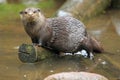 Asian small-clawed otter