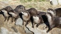 Asian Small-clawed Otters