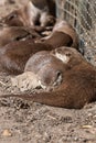 Asian small clawed otters (amblonyx cinerea Royalty Free Stock Photo