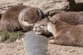 Asian small clawed otters (amblonyx cinerea Royalty Free Stock Photo