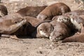 Asian small clawed otters (amblonyx cinerea Royalty Free Stock Photo