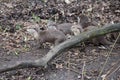 Asian small clawed otters in muddy ground