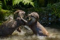 Asian small-clawed otters playing and fighting on the river bank with clear water Royalty Free Stock Photo