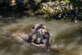 Asian small-clawed otters playing and fighting on the river bank with clear water Royalty Free Stock Photo