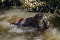 Asian small-clawed otters playing and fighting on the river bank with clear water Royalty Free Stock Photo