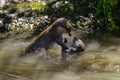 Asian small-clawed otters playing and fighting on the river bank with clear water Royalty Free Stock Photo