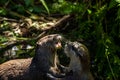 Asian small-clawed otters playing and fighting on the river bank with clear water Royalty Free Stock Photo