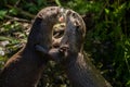 Asian small-clawed otters playing and fighting on the river bank with clear water Royalty Free Stock Photo