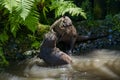 Asian small-clawed otters playing and fighting on the river bank with clear water Royalty Free Stock Photo