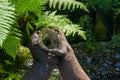 Asian small-clawed otters playing and fighting on the river bank with clear water Royalty Free Stock Photo