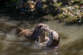 Asian small-clawed otters playing and fighting on the river bank with clear water Royalty Free Stock Photo