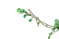 Asian small tree lizard on the branches Royalty Free Stock Photo