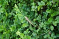 Asian small tree lizard on the branches Royalty Free Stock Photo