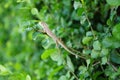 Asian small tree lizard on the branches Royalty Free Stock Photo