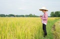 Asian smart farmer in checkered shirt and wear hat using mobile phone follow  yield of rice cultivation in the field in harvesting Royalty Free Stock Photo