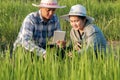 Asian smart farmer couple using digital tablet monitoring and managing rice field organic farm. Modern technology smart farming