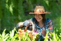 Asian smilling happy women farmer holding a basket of vegetables organic in the vineyard outdoors