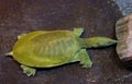 Asian soft-shelled turtle zoo animal
