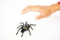 Asian species Tarantula spider Found in Thailand, the scientific name is & x22;Haplopelma minax Theraphosidae Haplopelma